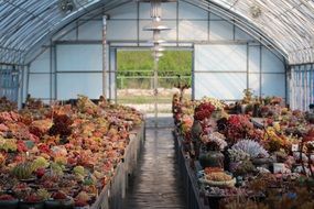 succulents in greenhouse