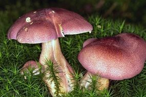 mushrooms with pink hats in the forest