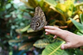 Butterfly on a hand on a blurred background