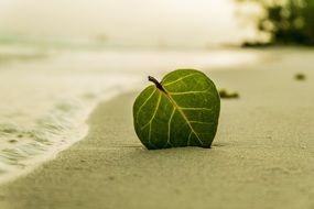 green leaf in sand on beach