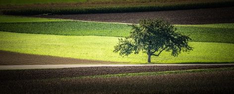 lonely tree between agricultural fields