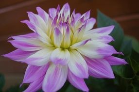 purple and white dahlia flower close up