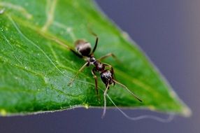 ant at leaf