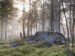 big stones in the forest