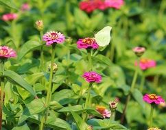 delightful asters