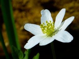 white forest anemone flower