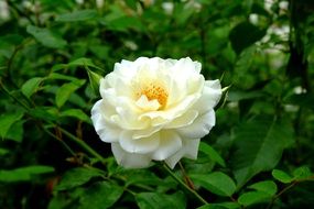 white rose flower in the green garden