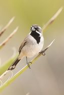 portrait of small black throated sparrow bird