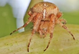 Toxic spider on a plant