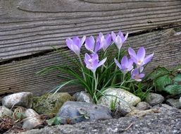 crocus flowers at spring