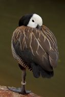 brown water bird stands on one leg