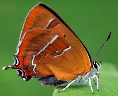 orange butterfly close up