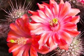 Red cactus flowers blossom