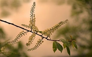 blooming tree in spring