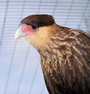 elegant caracara close-up