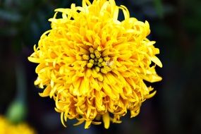 yellow curly flower bud