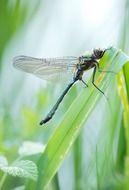 dragonfly on green grass macro view