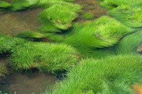 green grass river tranquil landscape