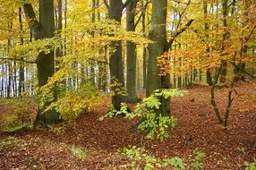 trees with yellow and green leaves in the autumn forest