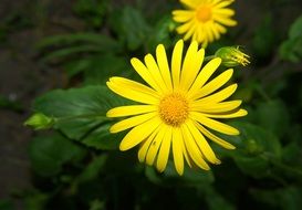 romantic yellow flower