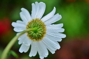 flower daisy white yellow floral