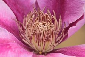 clematis blossom macro