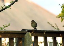 robin on a wooden railing