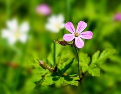 green meadow with field blooming flowers