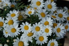 white daisies bouquet