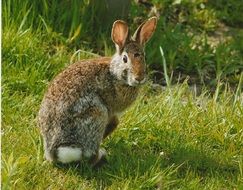 cute cottontail in wildlife