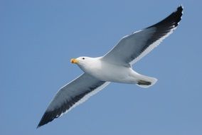 seagull in sky