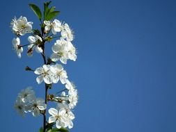 cherry flowers at blue sky