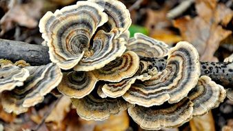 mushrooms grow on a branch in the forest