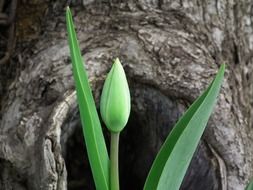 bud of unripe tulip with green leaves