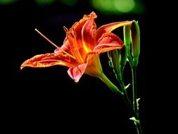 orange lily flower in summer