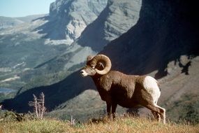 big horn sheep in mountains scenic