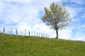 fenced pasture on a meadow