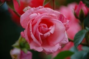 rose on a background of roses