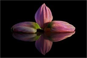 medinilla petals