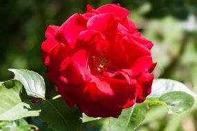 red shrub rose