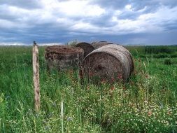 bales of straw among a green meadow
