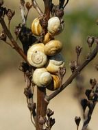 snails on a plant
