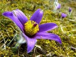 pasque flower blossom bloom