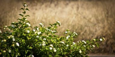 White flowers bush