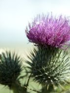 thistle flowers in Scotland
