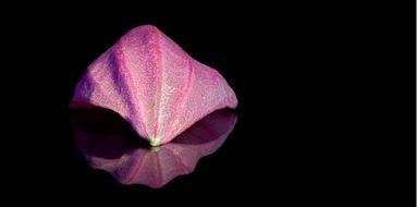 medinilla petal mirroring pink on a black background