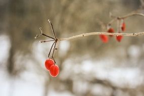 red berries on a tree in winter on a blurred background