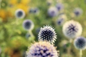 purple fluffy flowers