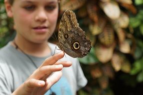 butterfly with brown wings on the hand