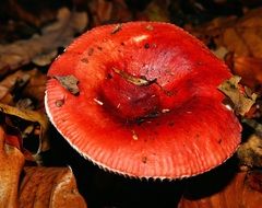 poisonous red mushroom in the forest